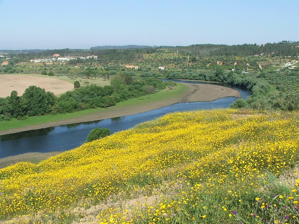 tejo